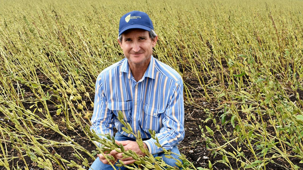 Sesame farming in Northern Australia